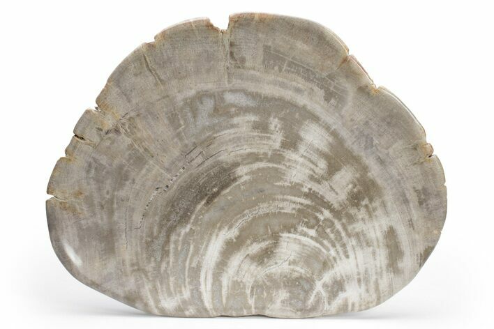 Tropical Hardwood Petrified Wood Dish - Indonesia #210602